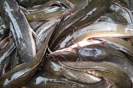Ikan Lele bersih 